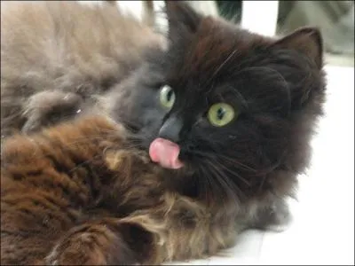 Les adjectifs "rêche, rugueux, râpeux, rocailleux, calleux" correspondent à -------.