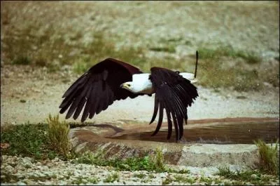 Si mon quiz vole trop bas, c'est qu'il vole en -------------. Je ne suis pas un aigle !