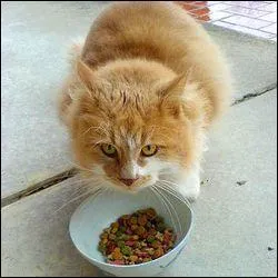 Quelle est la nourriture que mangent les chats ?
