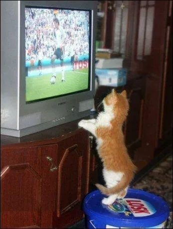 Les chats regardent-ils la télévision ?