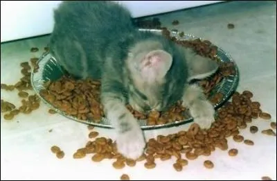 Que font les chats de leur journée ?