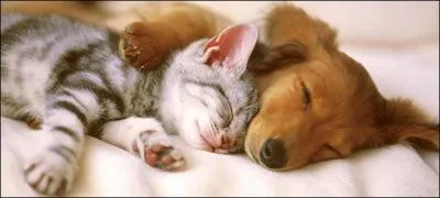 Les chats s'entendent-ils bien avec les chiens ?