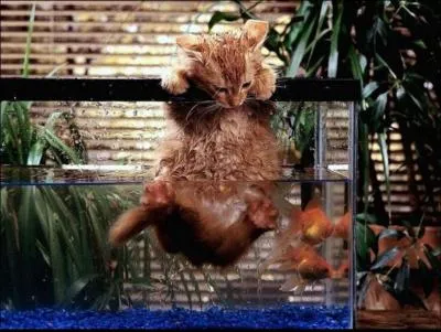 Les chats aiment-ils l'eau ?