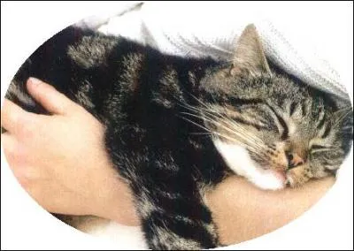 Que font les chats quand ils sont heureux ?