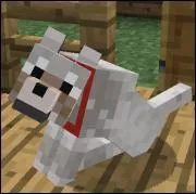 Comment appelle-t-on cette créature qui peut avoir un collier ?