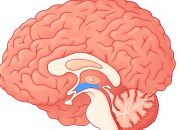 Quiz L'hypothalamus
