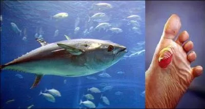 Quel rapport y a-t-il entre les deux éléments de l'illustration ?