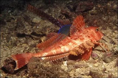 Quel verbe associe-t-on à ce poisson ?