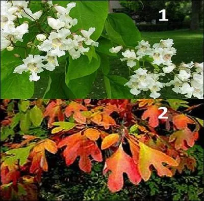 Quelle est l'illustration qui est en rapport avec ce titre d'ouvrage ?