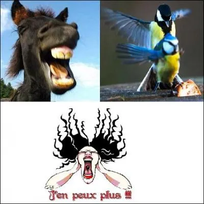 Quel verbe n'est pas emprunté à un cri d'animal ?