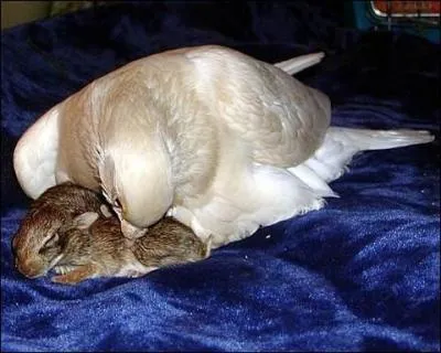 "Le plus petit se rencogna contre son frère". Qu'entend-on par "se rencogner" ?