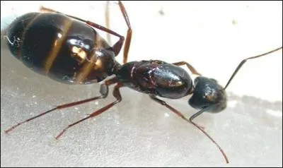 Quel est le nom de cet animal ?