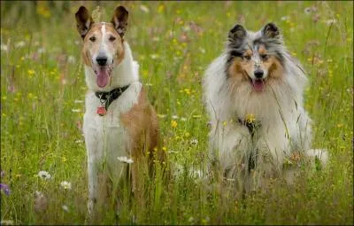 Combien existe-t-il de variétés de colley ?