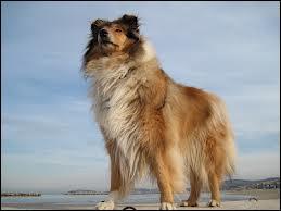 Le colley, qui est une race ancienne de chiens de berger, est aussi appelé :