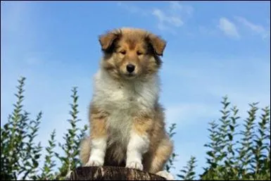 Ce chien , tel qu'il est connu actuellement, résulte du croisement :