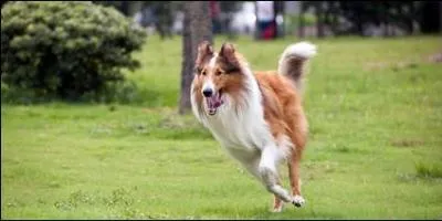 Le colley a été principalement utilisé à l'époque comme :