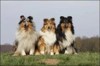 Quelles sont les trois robes caractéristiques du colley ?