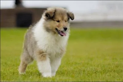 Quand fut établi le premier standard de cette race ?