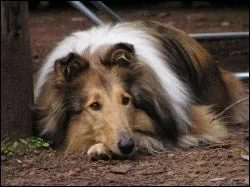 Cette race est d'un naturel :