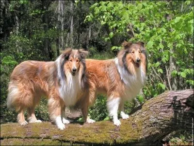 Quelle est l'espérance de vie moyenne de cette race connue pour être robuste ?