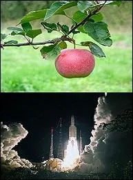 Une fort jolie mine pour une pomme à la fois acide et sucrée. Quel est son nom ?