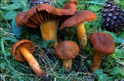 Ce champignon s'appelle "cortinaire couleur de roucou", est-il comestible ?