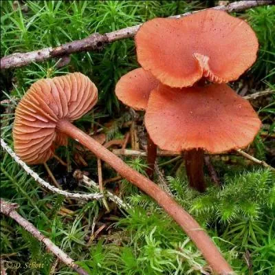 Quel beau champignon ! 
C'est un agaric laqu&eacute;. Est-il comestible ?