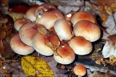 Quel dr&ocirc;le de nom, il s'appelle hypholome briquet&eacute; ! 
Est-il comestible ?