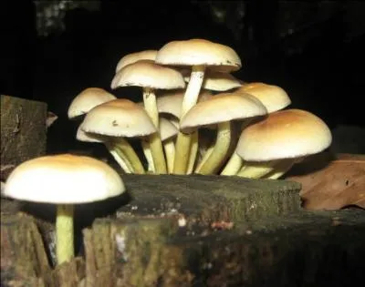 Ce champignon est un n&eacute;matolome en touffe. 
Est-il comestible ?