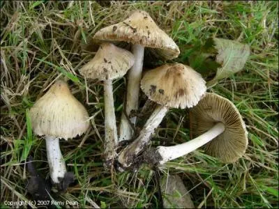 Voici une autre esp&egrave;ce de champignons, c'est un inocybe fastigi&eacute; ! 
Est-il comestible ?