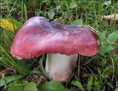 Ce champignon (un peu bossu) s'appelle russule feuille morte.
Est-il comestible ?