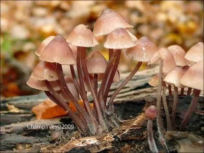 Cette esp&egrave;ce est tr&egrave;s fine, ces beaux champignons s'appellent myc&egrave;nes sanguinolants ! Sont-ils comestibles ?