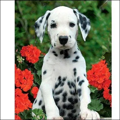 Comment s'appelle cette race de chien ?