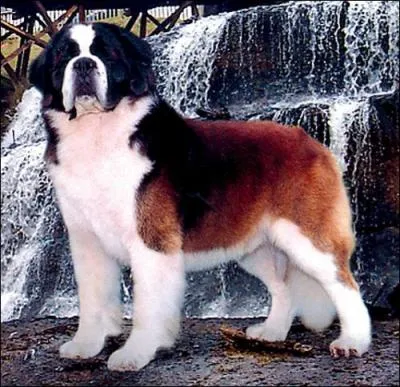 Comment s'appelle ce chien ?