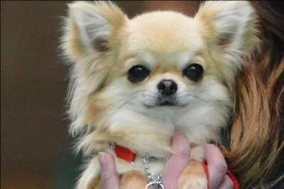 Comment s'appelle ce petit chien ?