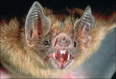 La chauve-souris vampire se nourrit-elle de sang ?