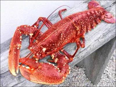 De quelle couleur est le sang du homard vivant ?