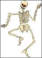 Un nourrisson humain possède-t-il plus d'os qu'un homme adulte ?