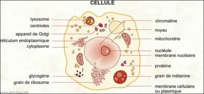 Une cellule se multiplie-t-elle ?