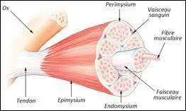 Comment sont appelées les cellules contractiles que les muscles possèdent ?