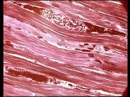 Quel pourcentage du poids de notre corps le tissu musculaire représente-t-il ?