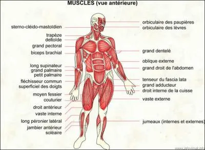 Quel est le muscle qui se situe au niveau de l'épaule, du tronc et de la nuque ?