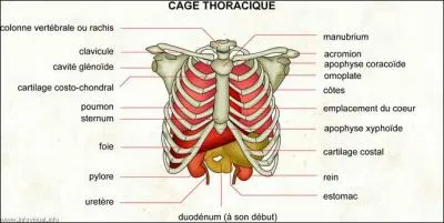 Quels sont les principaux rôles de la cage thoracique ?