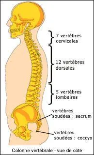 La colonne vertébrale est composée d'un empilement d'os articulés qui sont les vertèbres. Combien y en a-t-il dans la colonne vertébrale, sans compter les vertèbres sacro-coccygiennes ?