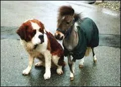 Parmi celles proposées, quelle est la race du poney sur la photo ?