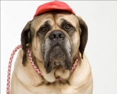 Comment s'appelle le chien de Marjorie, Antoine et Chloé ?