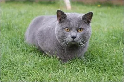 Quelle est la race de ce chat ?