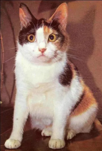 Ce chat est un Arlequin...