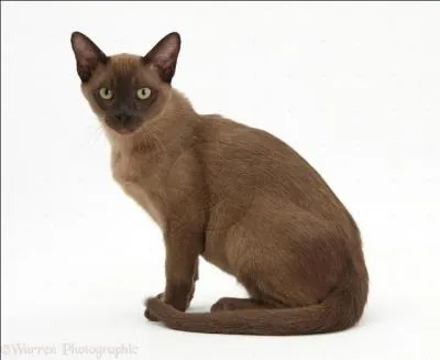 Quelle est la race de ce chat ?