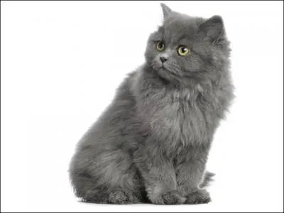 Quelle est la bonne orthographe pour la race de ce chat ?